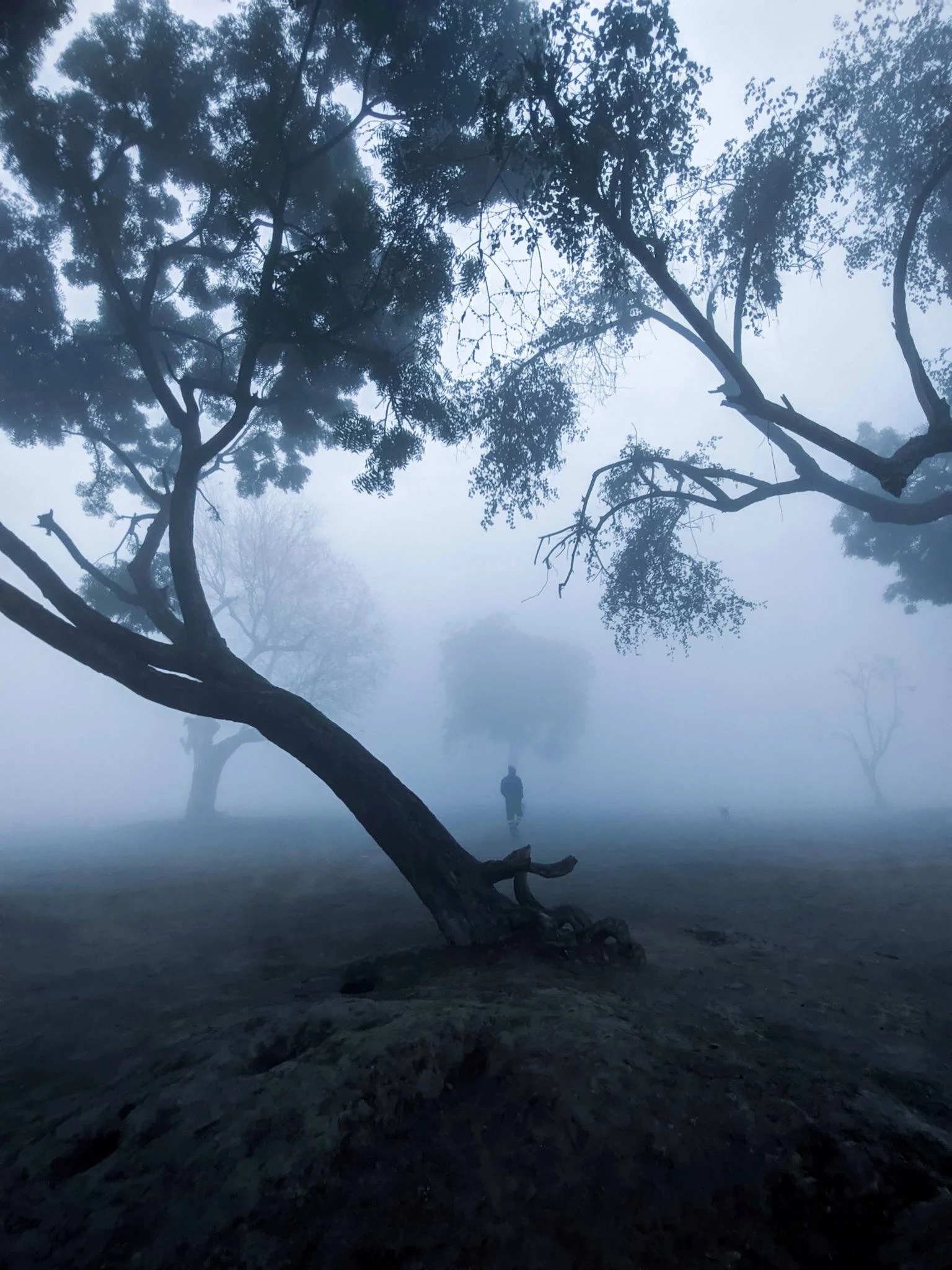 A solitary figure among dark trees in blue morning fog, photographed by Priya Ojha